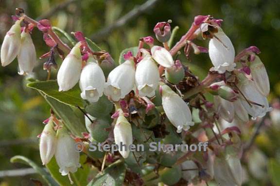 vaccinium consanguinium 1 graphic